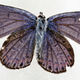 Illustration for article titled Butterfly-Collecting Was The Perfect Cover For This Historic Spy